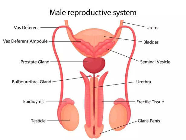 MALE REPRODUCTIVE SYSTEM