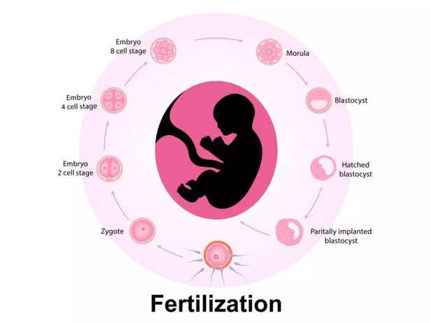 FERTILIZATION