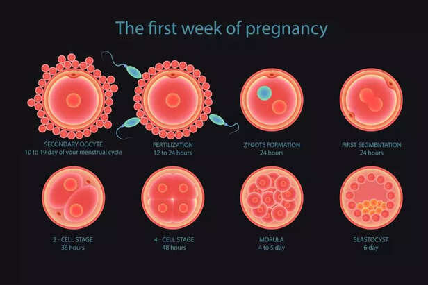 Cell development phase by phase
