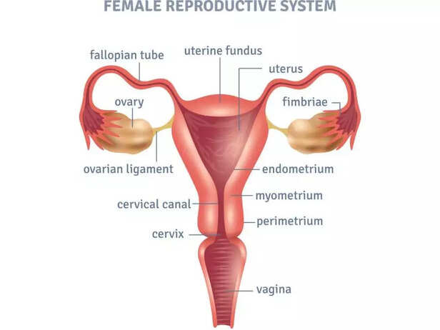 FEMALE REPRODUCTIVE SYSTEM
