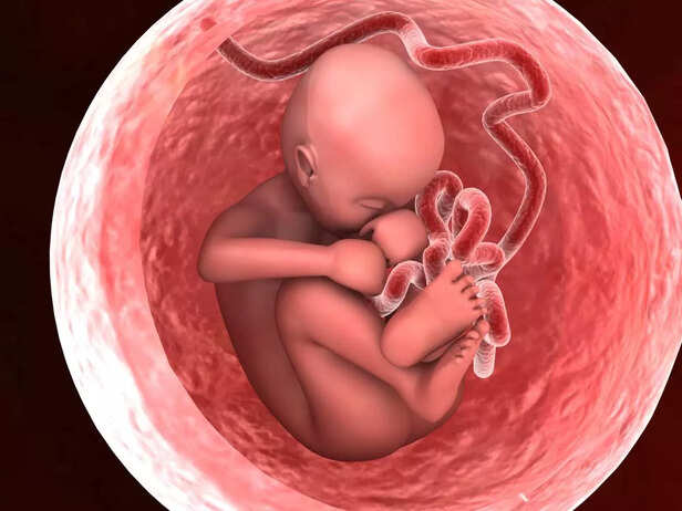 Human fetus inside the womb