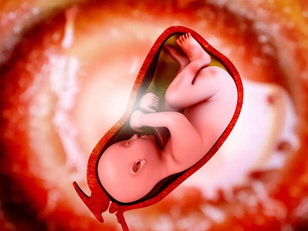 baby in the womb
