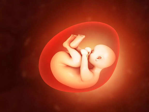fetus in womb