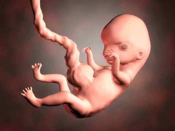 Elongation and Straightening of the Embryo