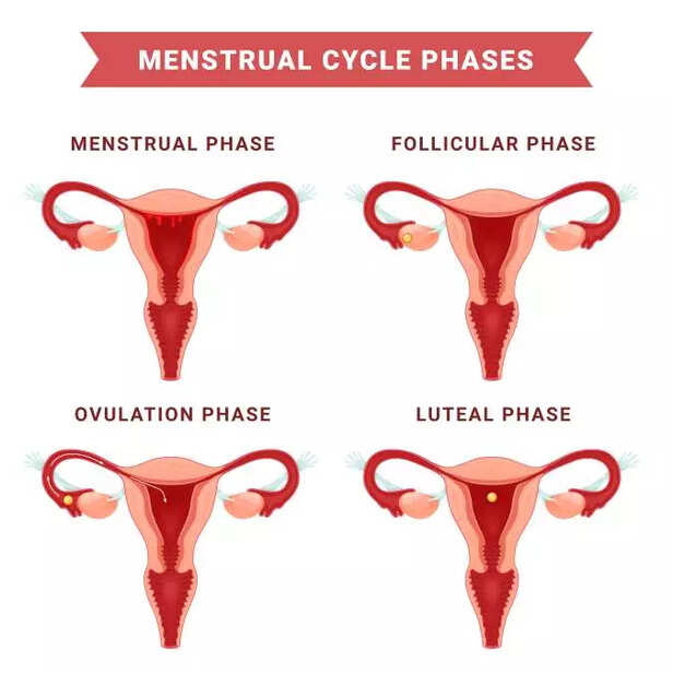 Phases of menstrual cycle