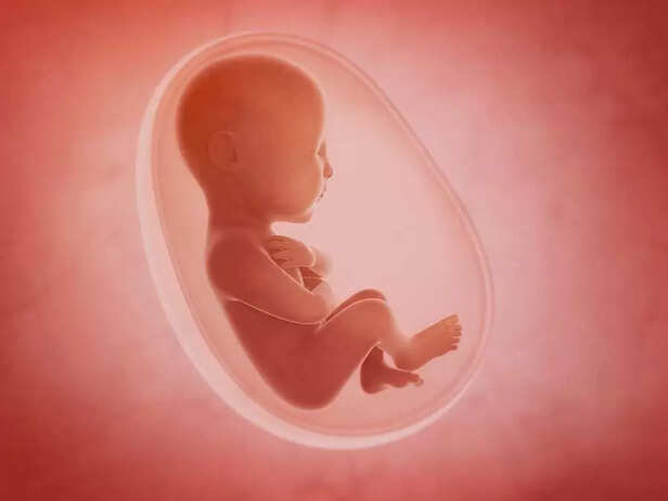 fetus inside the womb