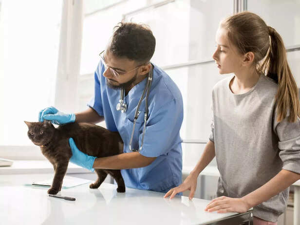 cat taken to vet