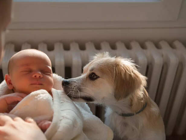 pet sniffing the newborn