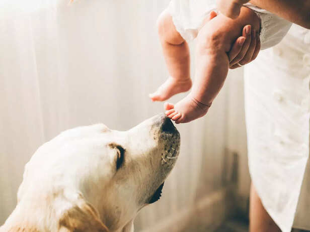dog sniffing the baby