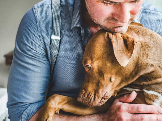 sad pet comforted by the owner