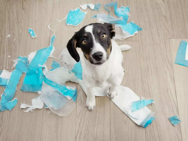 pet playing with diaper