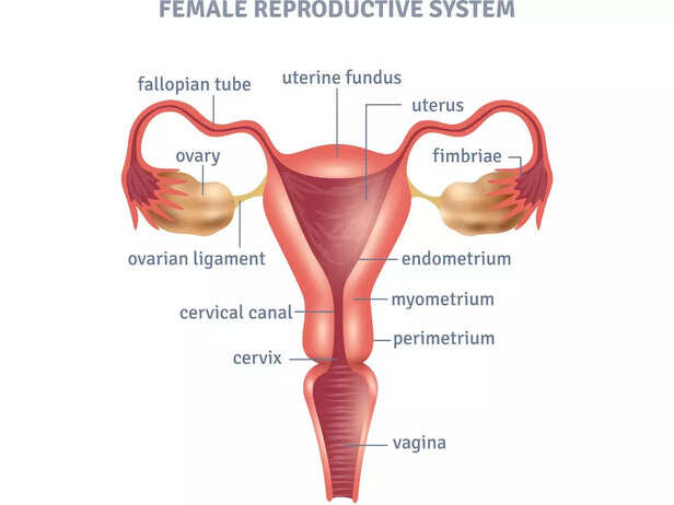cervix