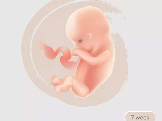 Growth And Refinement Of Embryo In The Womb