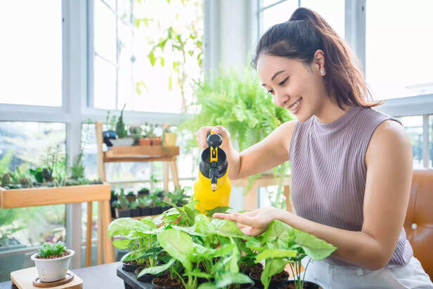 Asian woman Gardener Spraying of water on the plant in the garden at home.