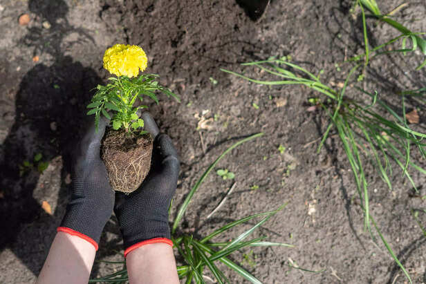 woman preparing to plant marigold seedling