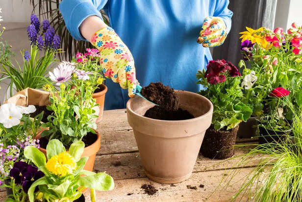 Woman transplanting a flower geranium