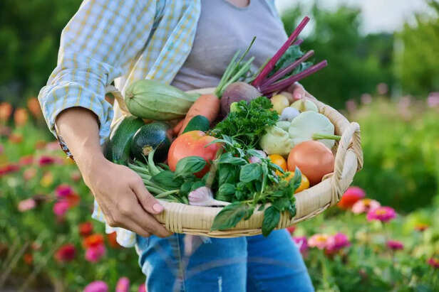 Close up basket of fresh raw organic vegetables in farmer hands