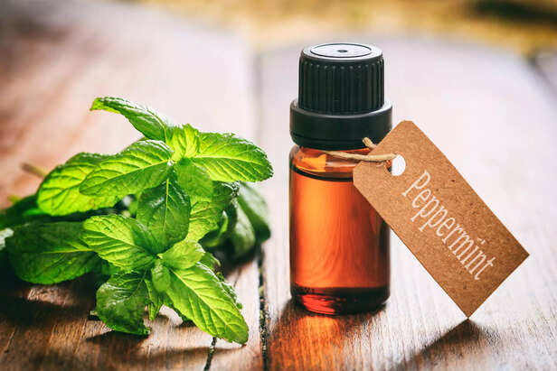 Fresh peppermint essential oil