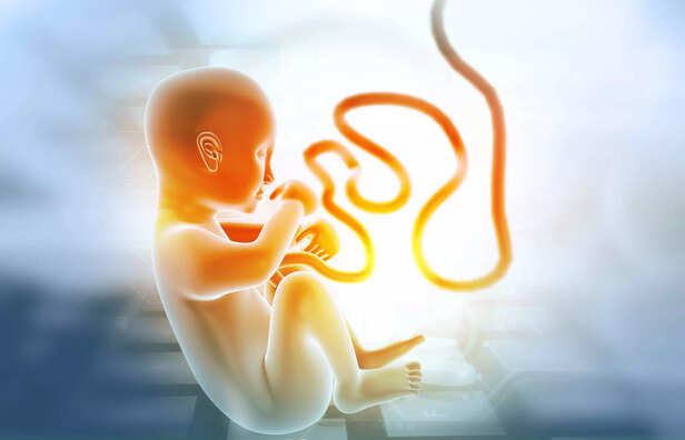Development of Umbilical Cord