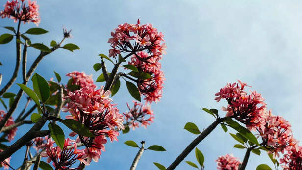 England Eye Comeback in Second T20I Against West Indies