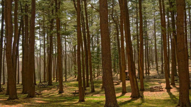 Virat Kohli's Ton Powers RCB to Victory