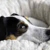 Designate a cozy warm area inside your home (Image Source : Pixabay)