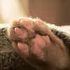 Keep Their Paws Protected  (Image Source : Pixabay)