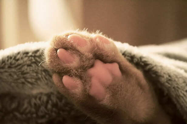 Keep Their Paws Protected  (Image Source : Pixabay)