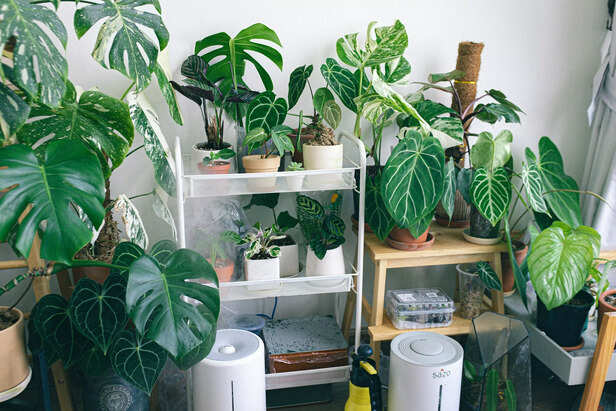House Plants