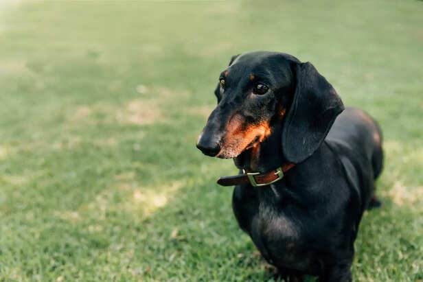 The Wiener Dog   (Image Source : Freepik)