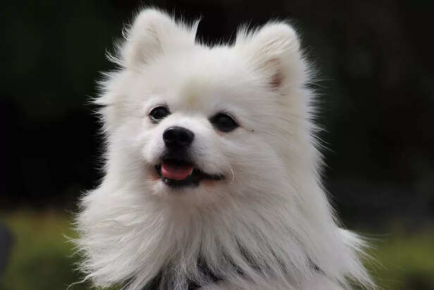 One of the most attractive Indian dog breeds   (Image Source : Freepik)