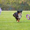 Play around with your furry friends  (Image Source : Pixabay)
