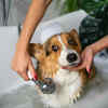Keep your pet clean (Image Source : Pixabay)