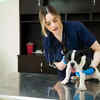 Vet checkups (Image Source : Pixabay)