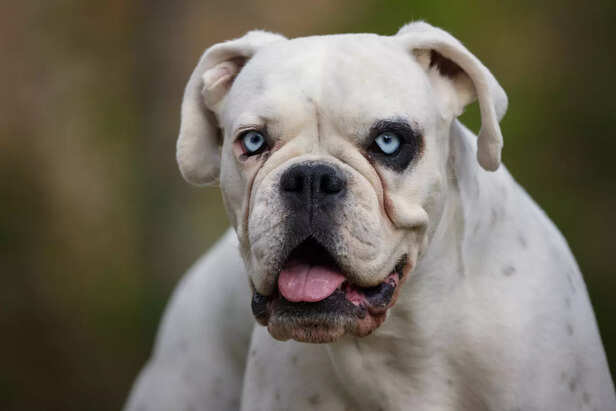 Large, muscular breed of mastiff-type ( Image Source : Freepik)