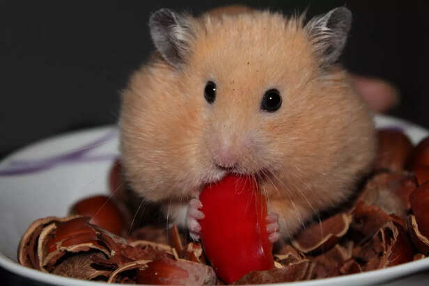 Hamster that eagerly explores ( Image Source : Pixabay)