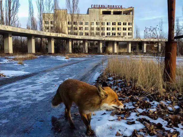 Chernobyl Exclusion Zone