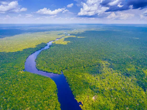 The Amazon Rainforest