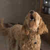 Happy high pitched ( Image Source : Pixabay)