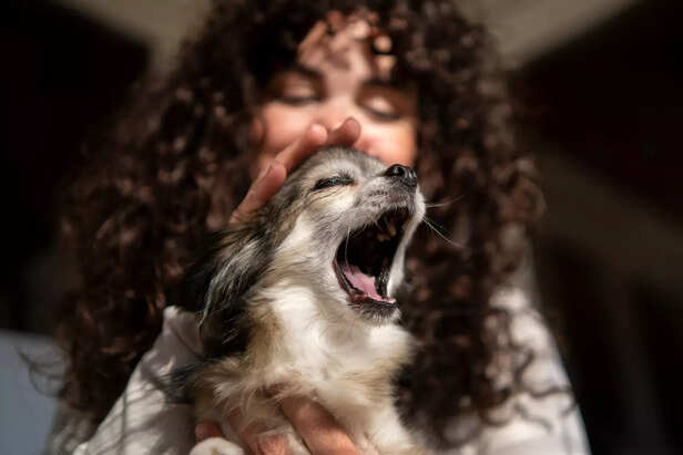 Classic sign of high-energy dogs ( Image Source : Pixabay)