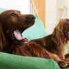 Most noisy ones ( Image Source : Freepik)
