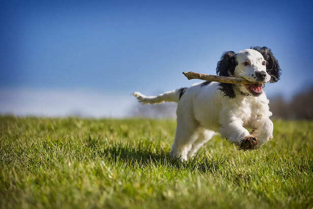 Pets can benefit greatly from regular exercise ( Image Source : Pixabay)