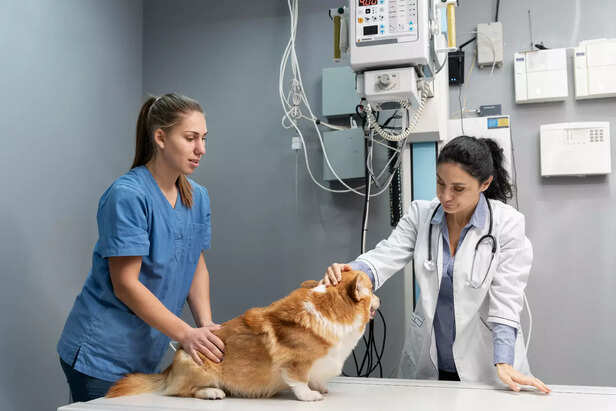 Constant Check Ups ( Image Source : Pixabay)