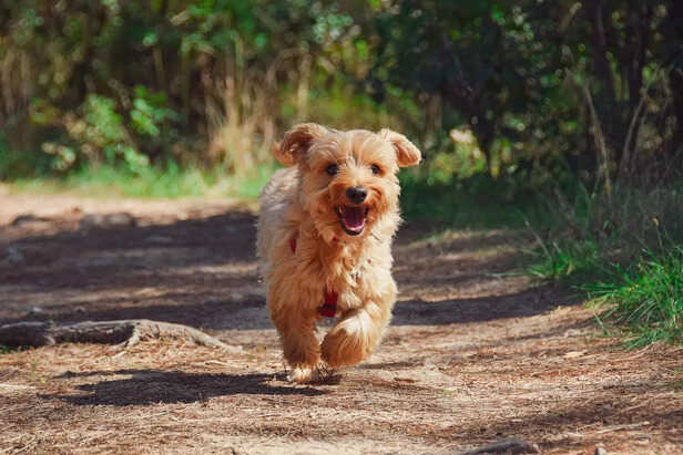 Physical activity keeps your pet healthy ( Image Source : Pixabay)