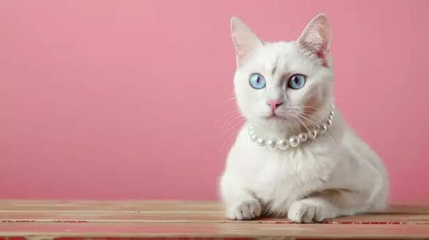 The Jewel-Eyed Cat ( Image Source : Pixabay)