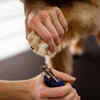 Trim your pet's nails regularly ( Image Source : Freepik)