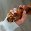 Try keeping your pet's paws clean ( Image Source : Pixabay)