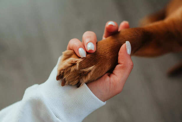 Try keeping your pet's paws clean ( Image Source : Pixabay)