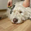 Use deshedding brushes ( Image Source : Pixabay)