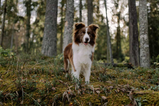 Border collie is a good match for you  ( Image Source : Pixabay)
